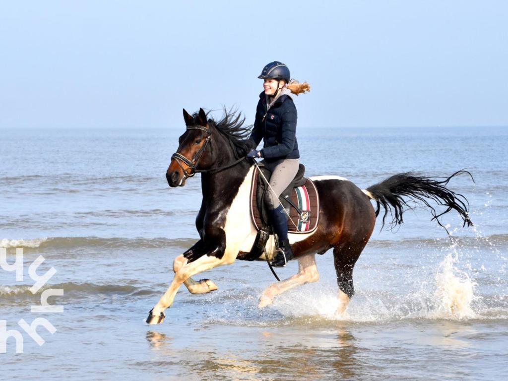 Gezellige 6-persoons Vakantiewoning Vlakbij Het In Domburg Op Ponyhof Aagtekerke